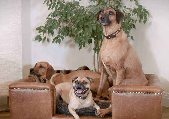 Luxury dog beds testimonial