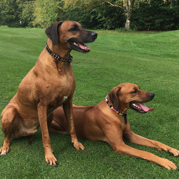 Large breed beaded leather Dog Collars - Neck size 18