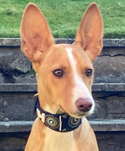 Load image into Gallery viewer, Whippet beaded leather Dog Collars - Neck size 11"-13" (28-34cm) 2" (5cm) wide - Click to select colour