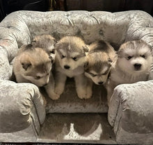 Load image into Gallery viewer, "Balmoral" Luxury Dog Beds - Crushed Velvets Scott's of London