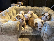 Load image into Gallery viewer, "Balmoral" Luxury Dog Beds - Crushed Velvets Scott's of London
