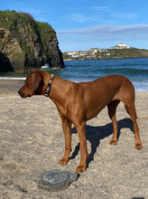 Load image into Gallery viewer, Large breed (wide) beaded leather Dog Collars - Neck size 18"-20" (46-51cm) 1" (3cm) wide - Click to select colours Scott's of London