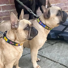 Load image into Gallery viewer, Small breed (long) beaded leather Dog Collars - Neck size 12"-14" (30-36cm) 3/4" (2cm) wide - Click to select colour Scott's of London