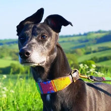 Load image into Gallery viewer, Greyhound beaded leather Dog Collars - Neck size 15"-17" (38-44cm) 2" (5cm) wide - Click to select colour Scott's of London