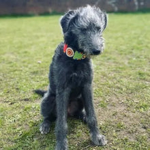 Load image into Gallery viewer, Greyhound beaded leather Dog Collars - Neck size 15"-17" (38-44cm) 2" (5cm) wide - Click to select colour Scott's of London