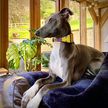 Load image into Gallery viewer, Greyhound beaded leather Dog Collars - Neck size 15"-17" (38-44cm) 2" (5cm) wide - Click to select colour Scott's of London