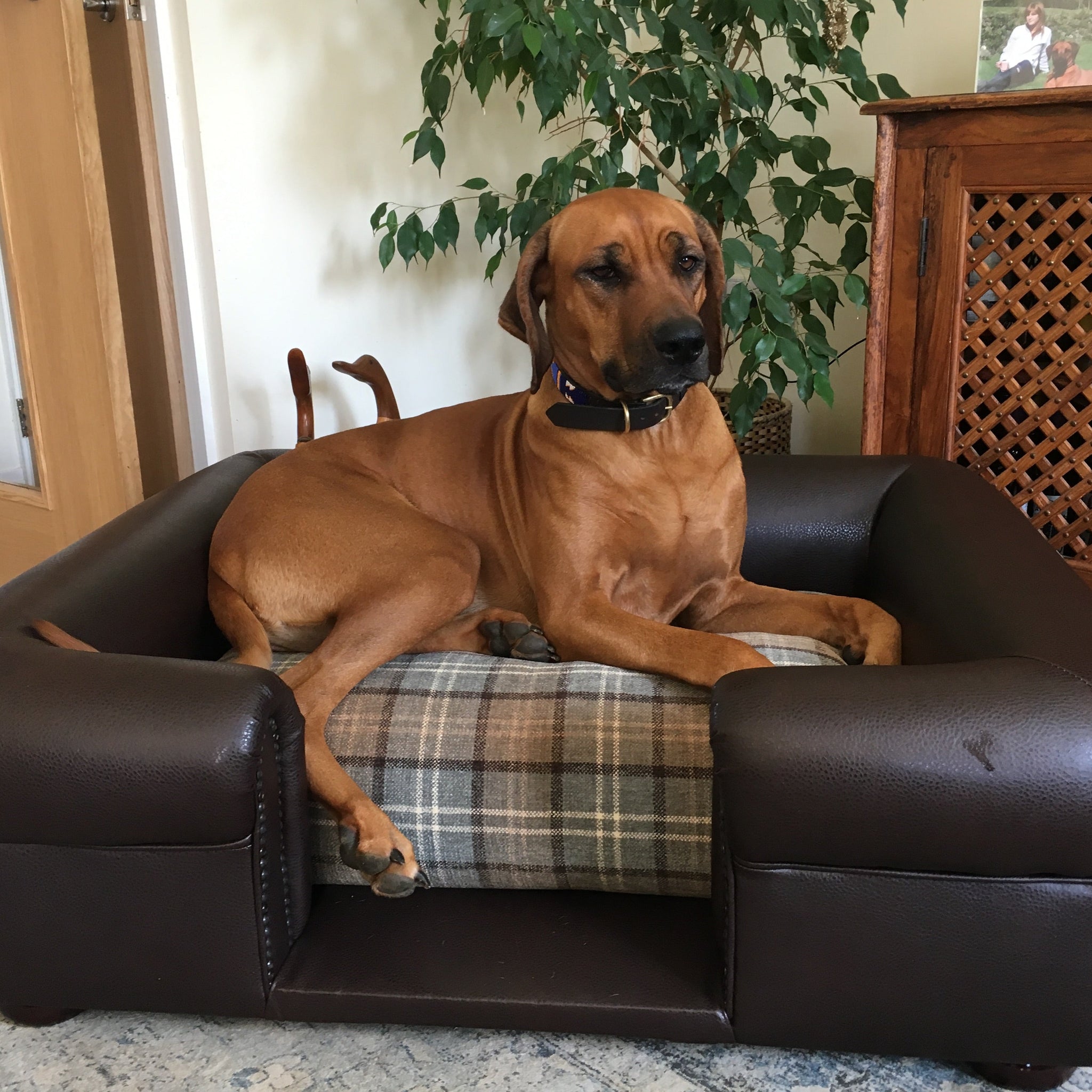 Buckingham Dog Beds Faux Leathers Scott s of London