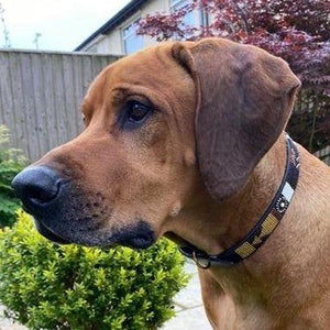 XL/Mountain breeds beaded leather Dog Collars - Neck size 21"-23" (53-59cm) 1" (3cm) wide - Click to select colour