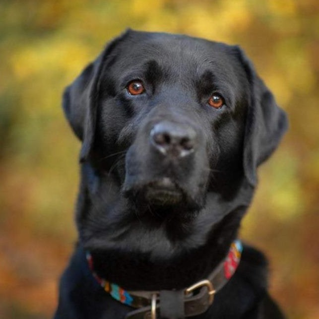 Black lab collars shop