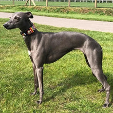 Load image into Gallery viewer, Whippet beaded leather Dog Collars - Neck size 11"-13" (28-34cm) 2" (5cm) wide - Click to select colour Scott's of London
