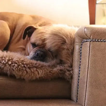 Load image into Gallery viewer, "Windsor" Luxury Dog Beds - Faux Leathers Scott's of London