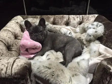 Load image into Gallery viewer, "Sandringham" Luxury Dog Beds - Crushed Velvets Scott's of London