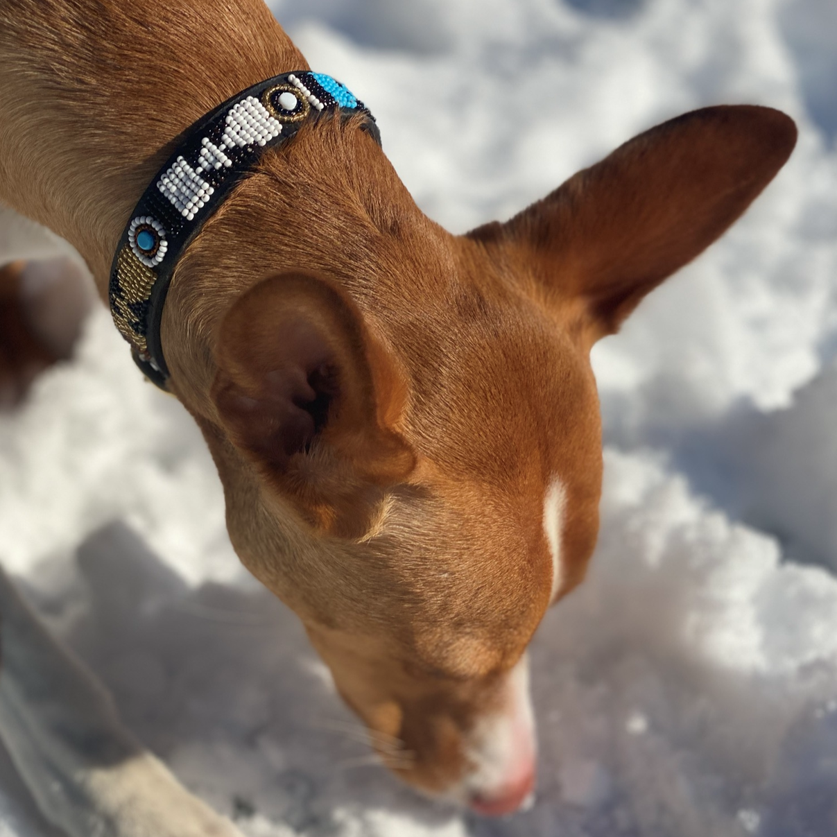 Wide dog collars for small dogs new arrivals