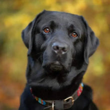 Load image into Gallery viewer, Large breed (wide) beaded leather Dog Collars - Neck size 18"-20" (46-51cm) 1" (3cm) wide - Click to select colours Scott's of London