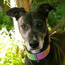 Load image into Gallery viewer, Lurcher beaded leather Dog Collars - Neck size 13"-15" (33-39cm) 2" (5cm) wide - Click to select colour Scott's of London