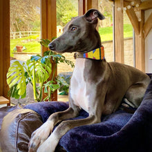 Load image into Gallery viewer, Lurcher beaded leather Dog Collars - Neck size 13"-15" (33-39cm) 2" (5cm) wide - Click to select colour Scott's of London