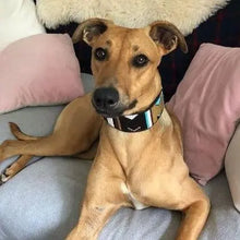 Load image into Gallery viewer, Lurcher beaded leather Dog Collars - Neck size 13"-15" (33-39cm) 2" (5cm) wide - Click to select colour Scott's of London