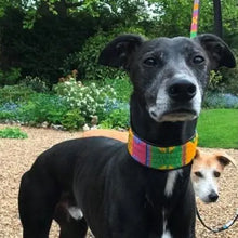 Load image into Gallery viewer, Lurcher beaded leather Dog Collars - Neck size 13"-15" (33-39cm) 2" (5cm) wide - Click to select colour Scott's of London
