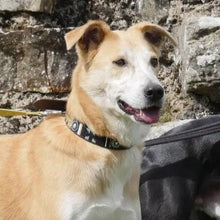 Load image into Gallery viewer, Medium breed (wide) beaded leather Dog Collars - Neck size 15"-17" (38-44cm)  1" (3cm) wide - Click to select colour Scott's of London