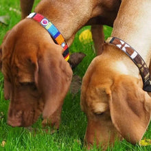 Load image into Gallery viewer, Medium breed (wide) beaded leather Dog Collars - Neck size 15"-17" (38-44cm)  1" (3cm) wide - Click to select colour Scott's of London