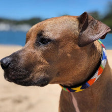 Load image into Gallery viewer, Medium breed beaded leather Dog Collars - Neck size 15"-17" (38-44cm) 3/4" (2cm) wide - Click to select colour Scott's of London