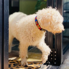 Load image into Gallery viewer, Medium breed (wide) beaded leather Dog Collars - Neck size 15"-17" (38-44cm)  1" (3cm) wide - Click to select colour Scott's of London