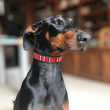 Load image into Gallery viewer, Medium breed (wide) beaded leather Dog Collars - Neck size 15"-17" (38-44cm)  1" (3cm) wide - Click to select colour Scott's of London