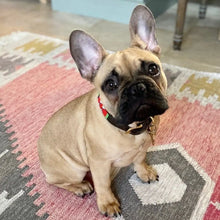 Load image into Gallery viewer, Small breed (long) beaded leather Dog Collars - Neck size 12"-14" (30-36cm) 3/4" (2cm) wide - Click to select colour Scott's of London