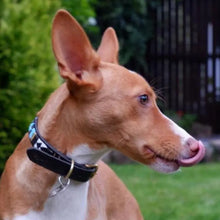 Load image into Gallery viewer, Medium breed beaded leather Dog Collars - Neck size 15"-17" (38-44cm) 3/4" (2cm) wide - Click to select colour Scott's of London