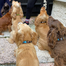 Load image into Gallery viewer, Medium breed (wide) beaded leather Dog Collars - Neck size 15"-17" (38-44cm)  1" (3cm) wide - Click to select colour Scott's of London