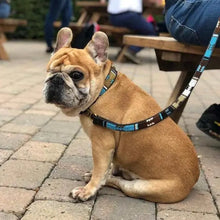 Load image into Gallery viewer, Medium &amp; Large breed beaded leather Dog Leads - 3/4" (2cm) wide - 44" (112cm) Long - Click to select colour (price inclusive of VAT)