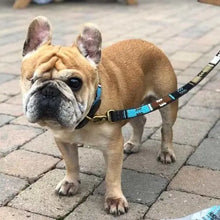 Load image into Gallery viewer, Medium &amp; Large breed beaded leather Dog Leads - 3/4" (2cm) wide - 44" (112cm) Long - Click to select colour (price inclusive of VAT)